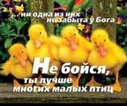 Ни одна из них не забыта у Бога. Не бойся - ты лучше многих малых птиц
