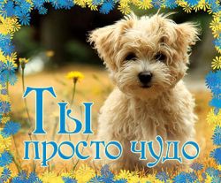 Ты просто чудо